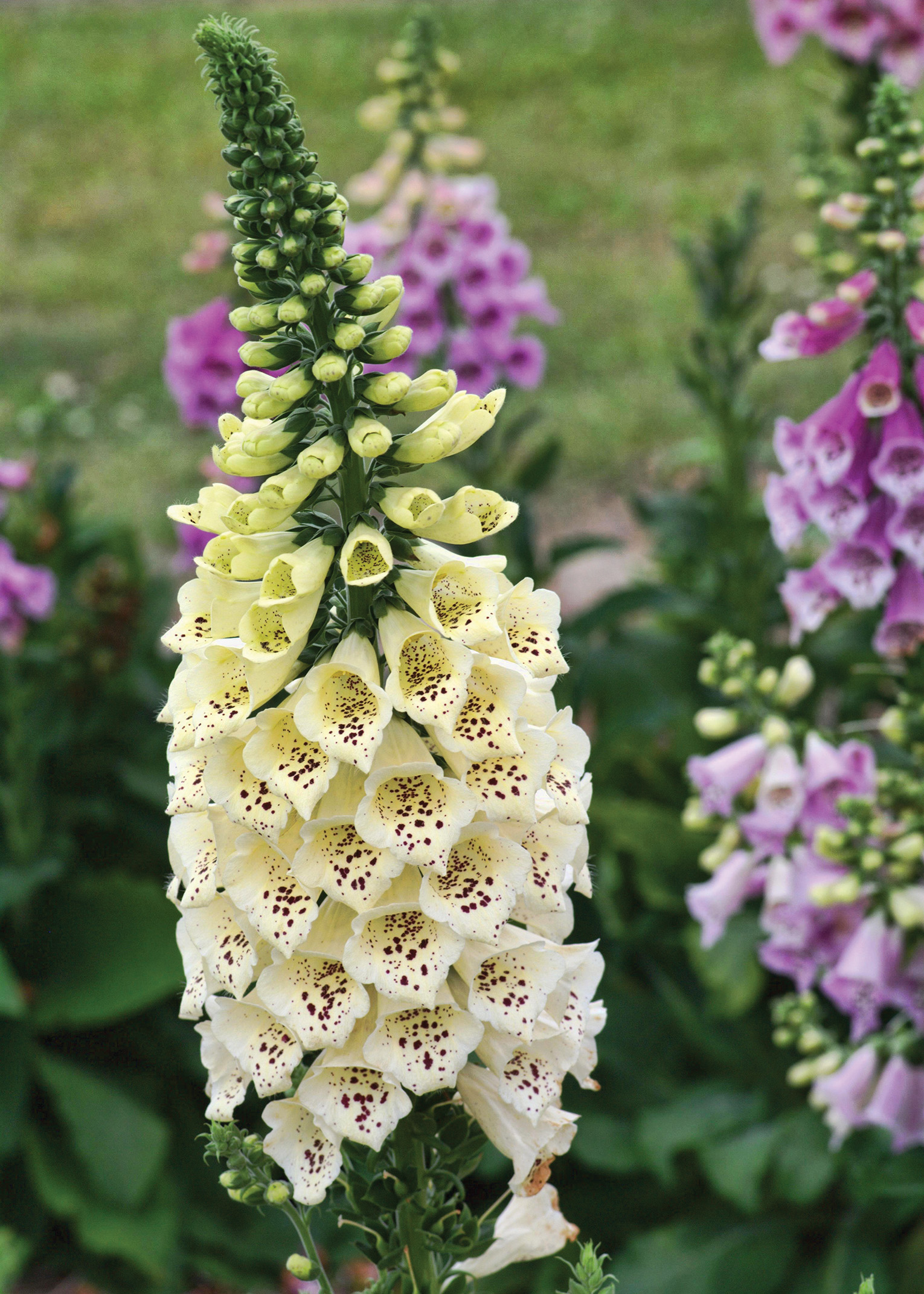 Camelot Foxglove.jpg thumbnail
